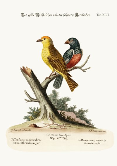 The Yellow Red-pole, and the Black Gros-beak by George Edwards